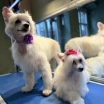 627249471 1501075198687400 5027847230045887778 n