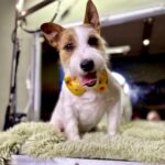 648736735 1531816635613256 5261209614043729368 n