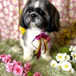 659862345 1548497357278517 4797427185347637779 n